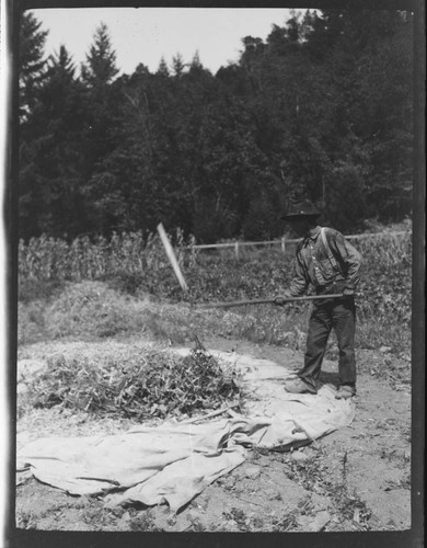 Flaying beans, Young's ranch