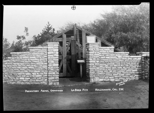 Prehistoric animal graveyard, La Brea Pits, Hollywood, Cal. [i.e. Los Angeles]