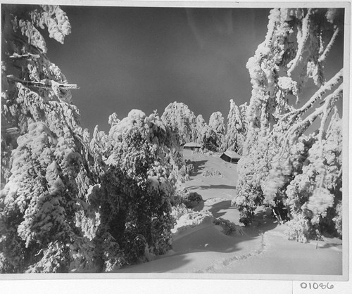 Snow-covered trees and cottages, Mount Wilson