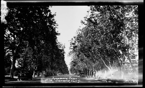 Sycamore trees, "F" St., Oxnard, Calif