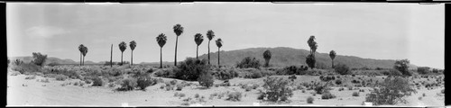 Palm Desert, Riverside County. April 17, 1923