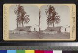 Date Palm Trees, Old Town