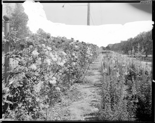 Garden, Polytechnic Elementary School, 1030 East California, Pasadena. May 7, 1939