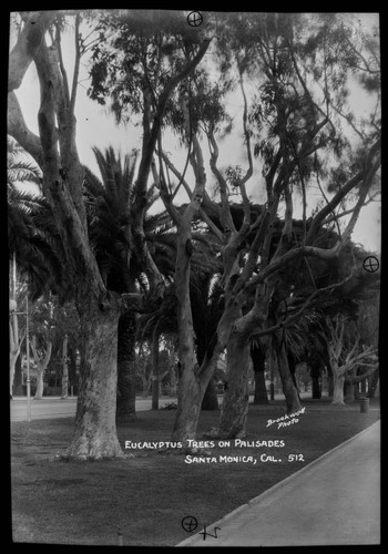 Eucalyptus trees on the Palisades, Santa Monica, Cal