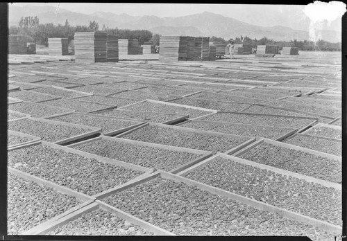 Apricots drying in the sun