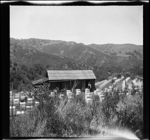 Beekeeping ranch with man holding wheelbarrow