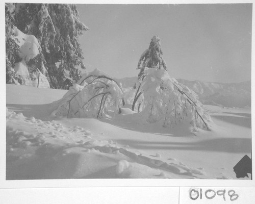 Snow-covered Siberian elm trees, Mount Wilson Observatory