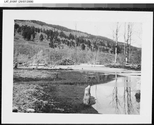 Beaver pond on Leandro creek