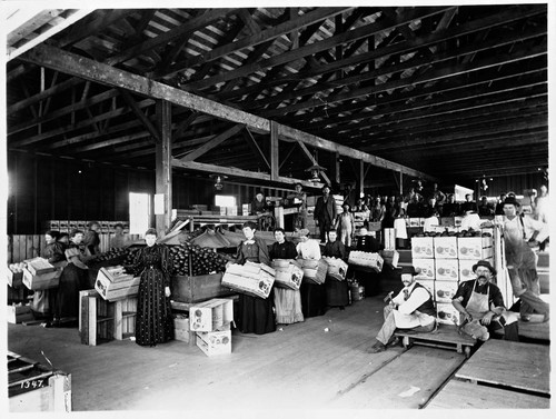 Packing house interior, Covina Citrus Association