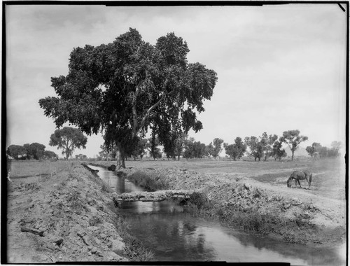 Irrigation ditch