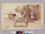 Katharine Beecher Stetson on horse in front of Masters barn