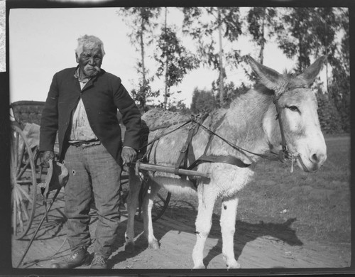 An unidentified Native American man with burro pulling cart