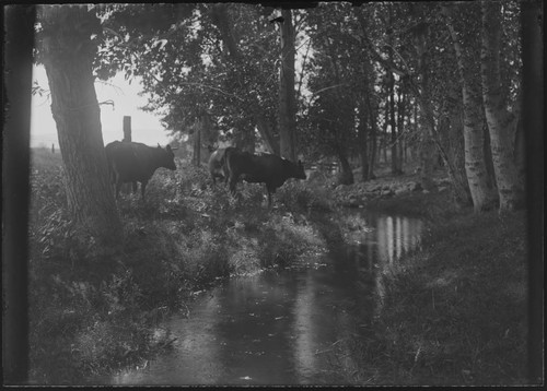 Cattle grazing in a pasture near a stream