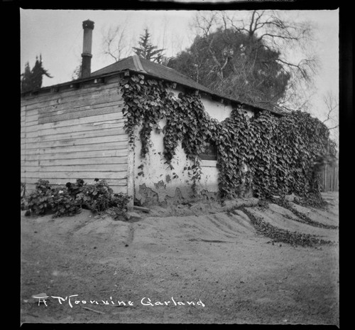 A Moonvine Garland