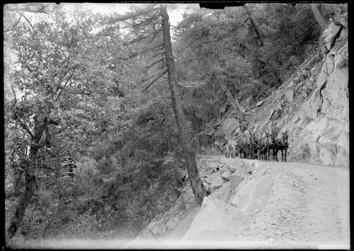 Horse-drawn wagon on a Mount Wilson toll road, near the summit