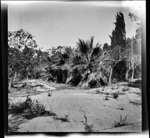 Dirt road with line of palm trees