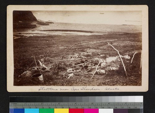 Skeletons near Cape Thompson--Alaska