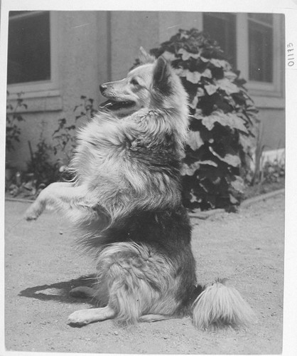 Solar, the observatory dog, at the Monastery, Mount Wilson Observatory