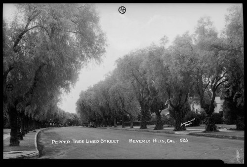 Pepper tree lined street, Beverly Hills, Cal