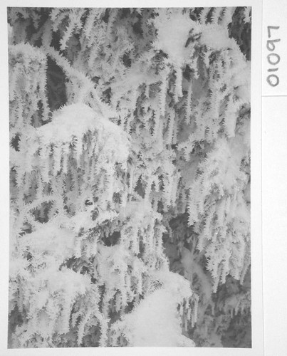 Icicles on trees, Mount Wilson Observatory