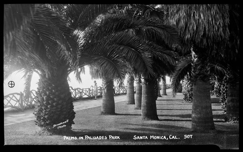 Palms in Palisades Park, Santa Monica, Cal