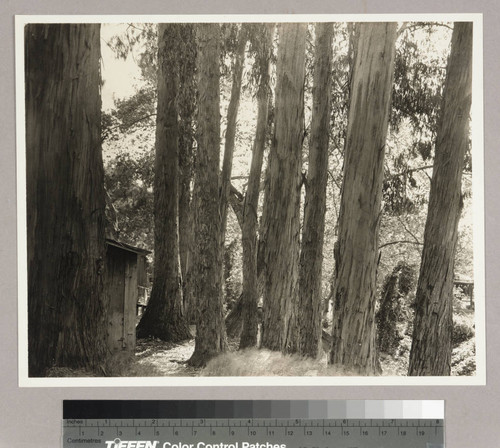 Cooper's eucalyptus grove, thirty years of growth. Santa Barbara, CA