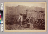 Chinese picking grapes