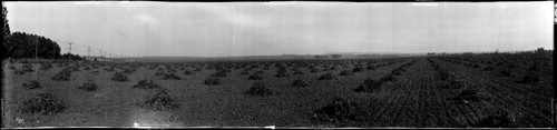 Field, Westwood, Los Angeles. 1904