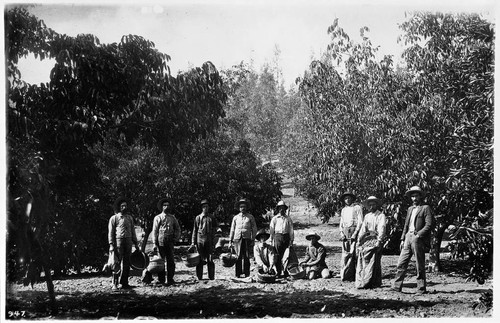 Group of fruit pickers