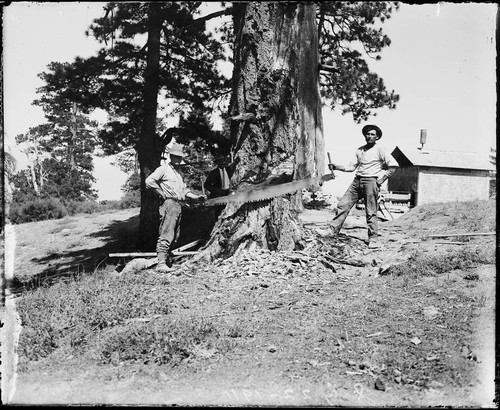 Workmen cutting down a large pine tree at the 100-inch telescope site, Mount Wilson Observatory