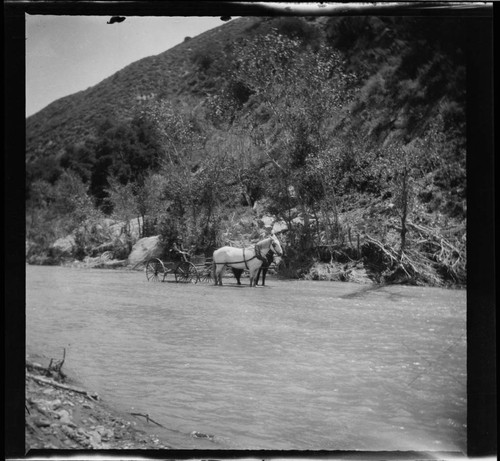 Man in buggy in a river, Piru, California