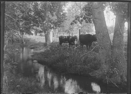 Cattle grazing in a pasture near a stream