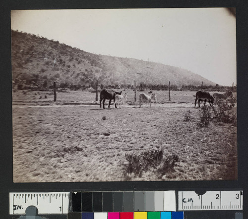 Mules in a corral