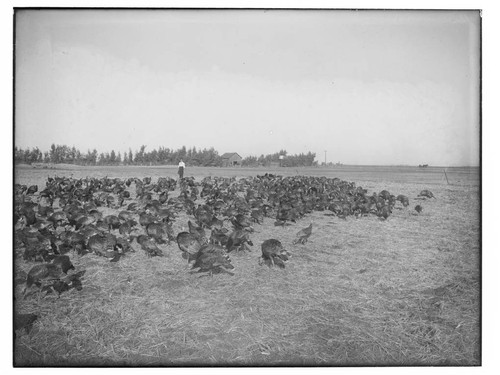 Rafter of turkeys, Merced Falls, Merced County