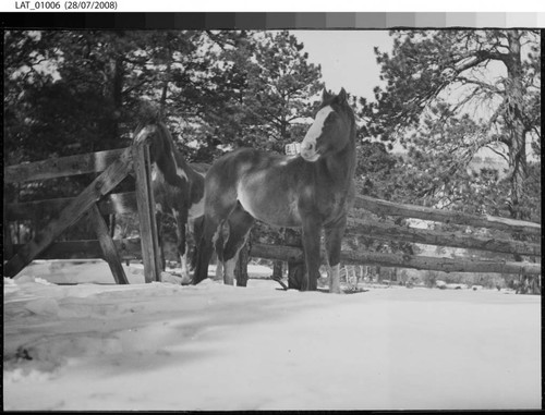 Two horses at gate of snow covered corral at Vermejo Ranch