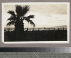 Palm tree and fence, Palisades Park