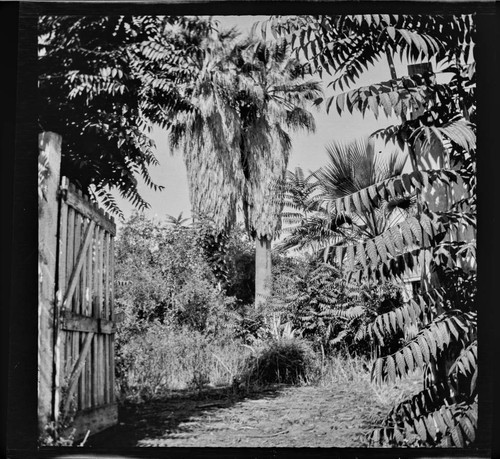 Two palm trees and garden at Wozencraft residence, San Bernardino