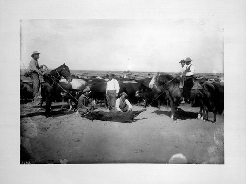 Branding steers