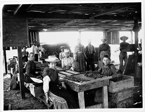 Fruit cutters at work