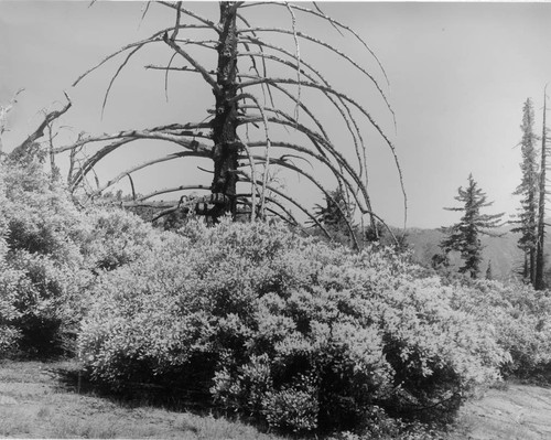 Mountain lilacs and dead spruce tree, Mount Wilson