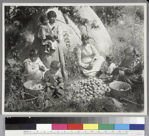 Yokuts gathering peaches, Tule River Reservation