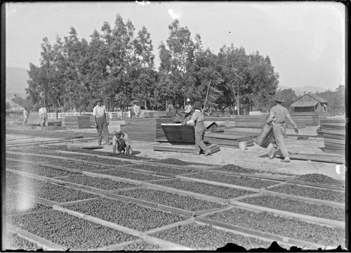 Drying almonds