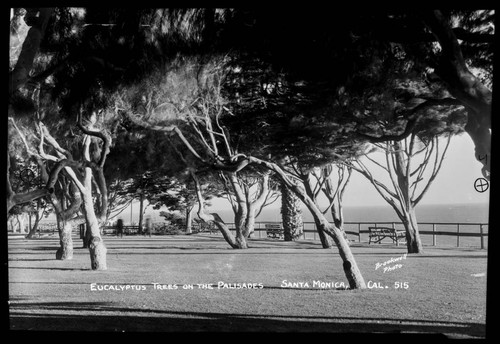 Eucalyptus trees on the Palisades, Santa Monica, Cal