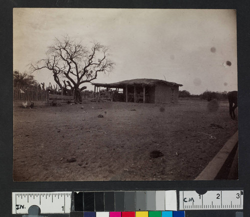 Adobe building or house with brush roof