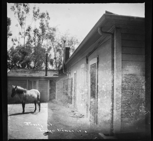 Pony at Lake Vineyard