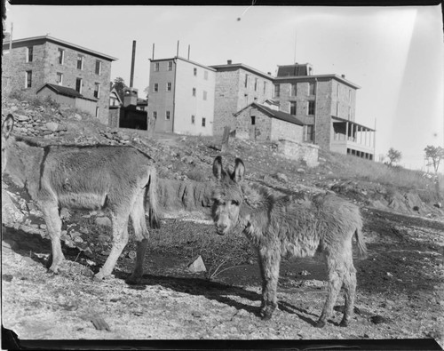 Las Vegas, donkeys