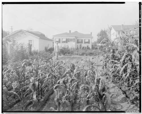 Backyard garden planted with corn, 1430 Paloma, Pasadena. 1926