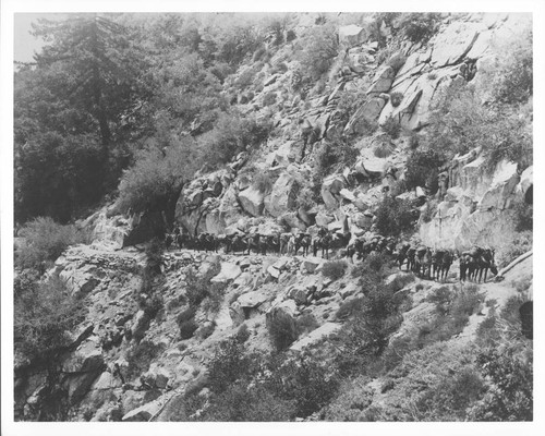 Pack train of horses ascending a road on Mount Wilson