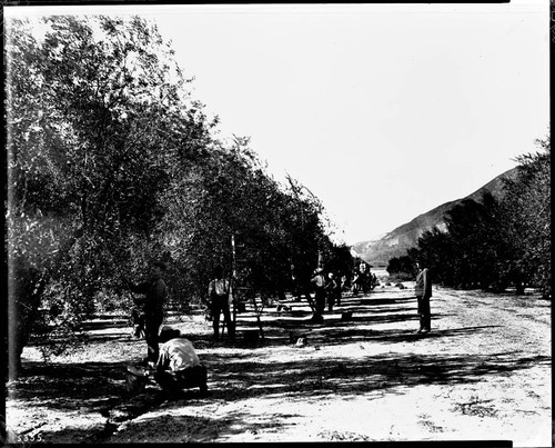 Picking olives by hand