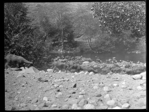 Shorn flock at Tule River